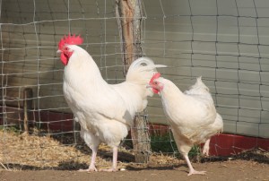 Poule Gâtinaise